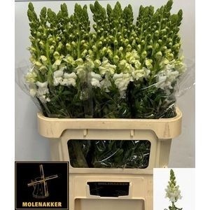 ANTIR POTO IVORY WHITE 80cm - D