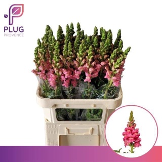 ANTIR POTO ROSE 80cm - D