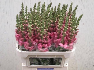 ANTIR POTO ROSE 75cm - D