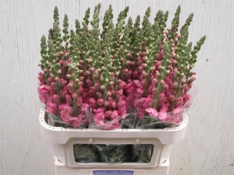 ANTIR POTO ROSE 75cm - D
