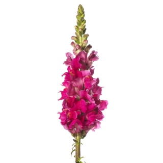 ANTIR TOULON ROSE 80cm - D
