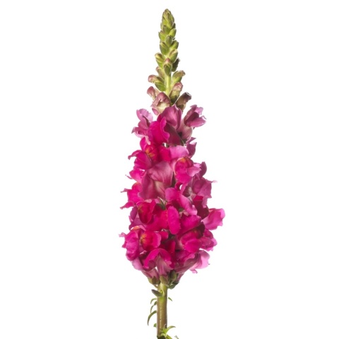 ANTIR TOULON ROSE 80cm - D