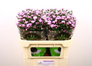 AST DOUBLE DA PINK 70cm - D
