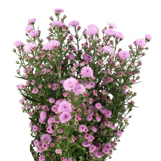 AST DOUBLE DA PINK 70cm - D