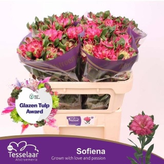 ALSTR FASH SOFIENA 70cm - D