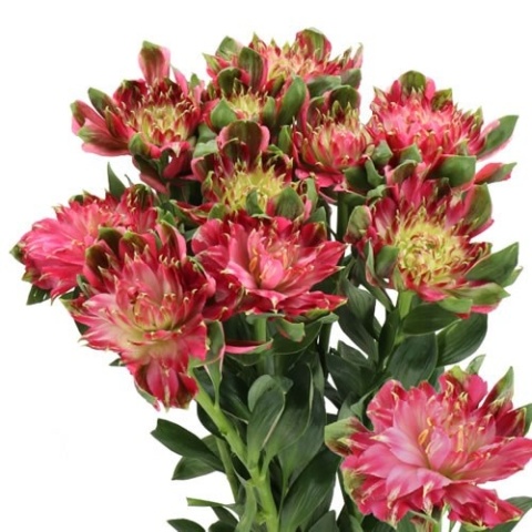 ALSTR FASH SOFIENA Extra 70cm - D