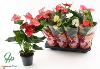 Anthu An Gem 4 kl 55cm/d14 - D
