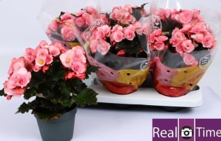 Begonia Dubbel Mix 32cm/d14 - S