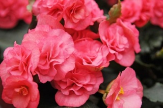 Begonia Dubbel Mix 32cm/d14 - S