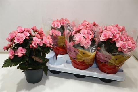 Begonia Dubbel Mix 32cm/d14 - S