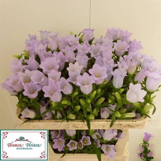 CAMP M CHAMPION LILAC 75cm - D