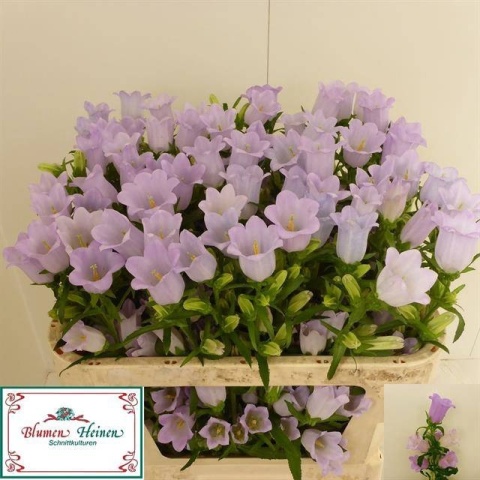 CAMP M CHAMPION LILAC 75cm - D