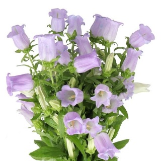 CAMP M CHAMPION LILAC 75cm - D