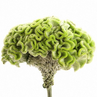 CEL C FROZEN 55cm - D