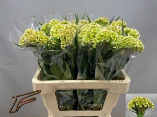 CEL C FROZEN 55cm - D