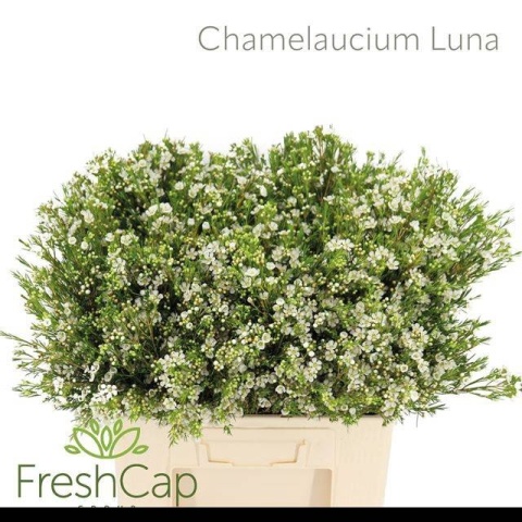 CHAME UN LUNA 60cm - D