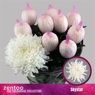 CHR G CHR G SKYSTAR 75cm/ 95G - D