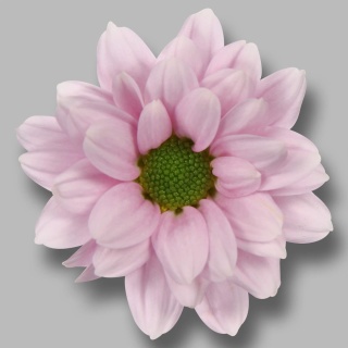 CHR S KINDLY 55cm/1200G - D
