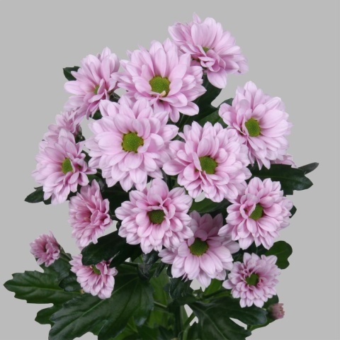 CHR S KINDLY 55cm/1200G - D