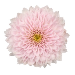 CHR S MILLER PEARL 55cm/1100g - D