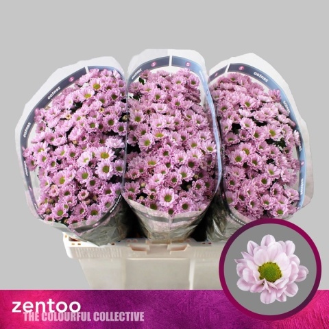 CHR S ROSSI PINK 55cm/1200g - D