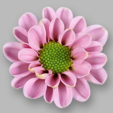 CHR S ROSSI PINK 55cm/1200g - D