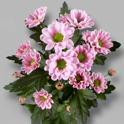 CHR S ROSSI PINK 55cm/1200g - D