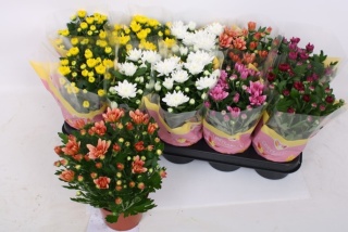 CHRYSANT GR MIX 22cm/d 19 - D