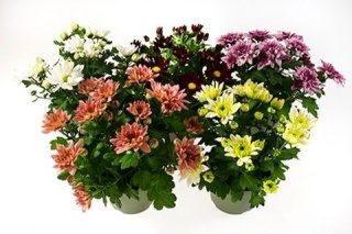 CHRYSANT GR MIX 22cm/d 19 - D