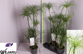 CYPER PAPIRUS 90cm/d 19 - PROMO