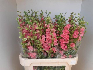 Cons R Q Rose 70cm - D