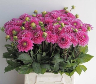 DAHL BALL HAPPY HOUR 45cm - D