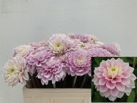 DAHL DEC SWEET LOVE 50cm - D