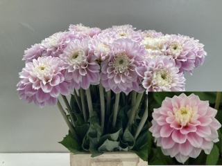 DAHL DEC SWEET LOVE 50cm - D