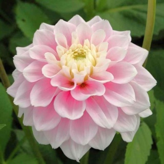DAHL DEC SWEET LOVE 50cm - D
