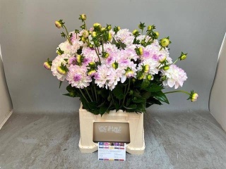 DAHL DEC EVELINE 50cm - D