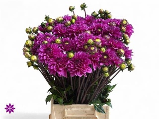 DAHL OV paars 55cm - D