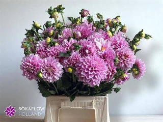 DAHL OV roze wit 50cm - D