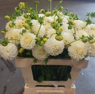 DAHL OV BALL White 50cm - D