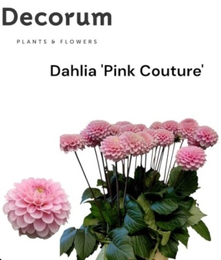 DAHLIA PINK COUTURE Decorum 60cm - PROMO