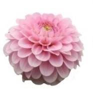 DAHLIA PINK COUTURE Decorum 60cm - PROMO