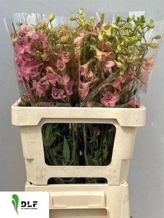 DELPH EN PINK SENSAT 60cm - D