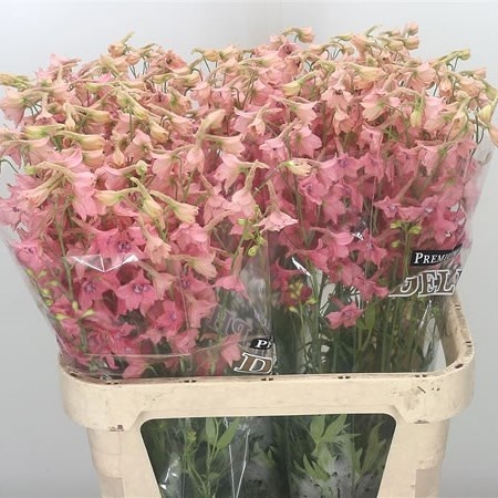DELPH EN PINK SENSAT 60cm - D