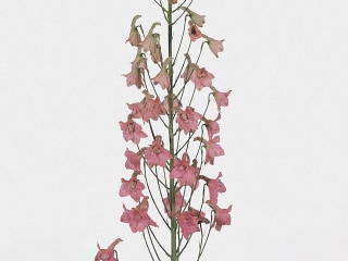 DELPH EN PINK SENSAT 60cm - D