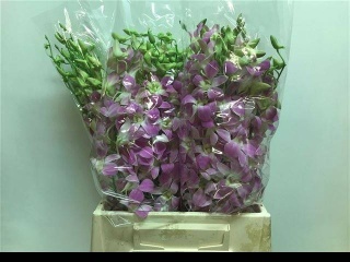 Dendro OV Queen Pink 50cm - D