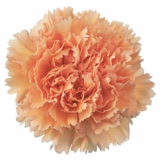 Di St Peach Mambo - Kolumbia