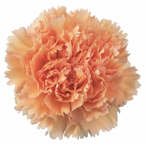Di St Peach Mambo - Kolumbia