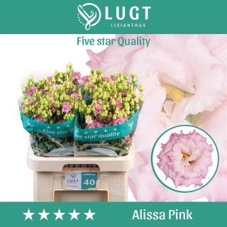 EUS G ALISSA PINK 75cm - D
