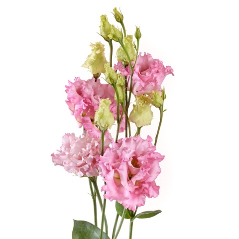 EUS G ALISSA PINK 75cm - D