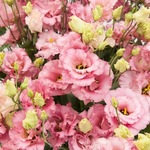EUS G ALISSA PINK 75cm - D